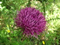 Monte_Fior_di_Cosimo - 20110605 001.jpg